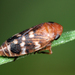 White-banded Leafhopper - Photo (c) Jörg Pageler, some rights reserved (CC BY-NC), uploaded by Jörg Pageler
