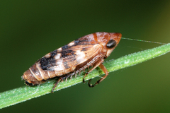 Anoscopus albifrons