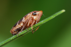 Anoscopus albifrons