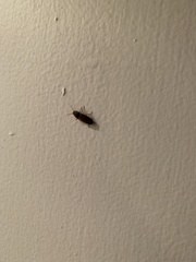 Conoderus falli