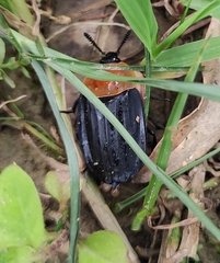 Necrophila brunnicollis