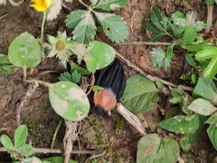 Necrophila brunnicollis