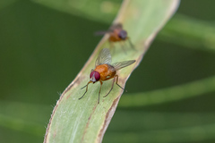 Dichaetomyia johannis