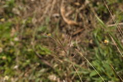 Dichanthium annulatum annulatum