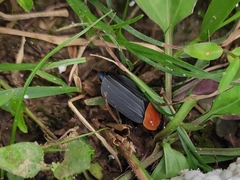 Necrophila brunnicollis