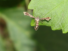 Nippoptilia vitis