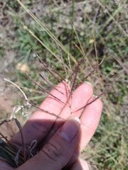 Dichanthium annulatum annulatum