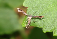 Nippoptilia vitis