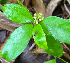 Camponotus albosparsus