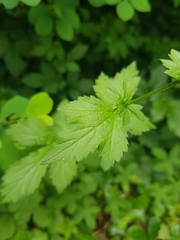 Geum urbanum