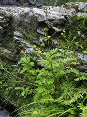 Ranunculus cantoniensis