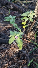 Solanum johnsonianum
