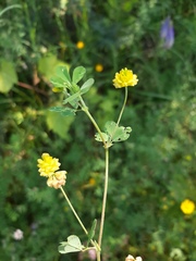 Trifolium campestre