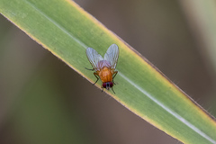 Dichaetomyia johannis