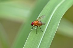 Dichaetomyia johannis