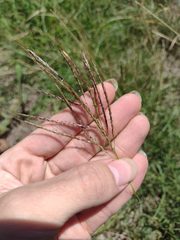 Dichanthium annulatum annulatum