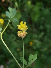 Trifolium campestre