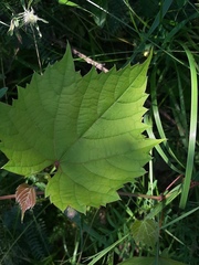 Vitis riparia