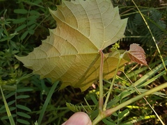 Vitis riparia