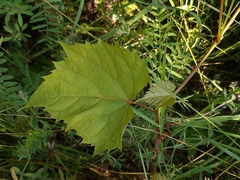 Vitis riparia