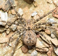 Hersiliola simoni