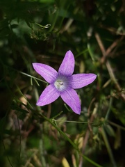 Campanula patula