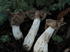 Helvella maculata