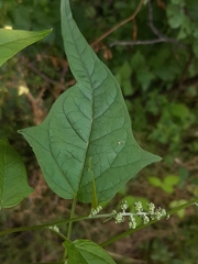 Chenopodiastrum hybridum