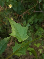Chenopodiastrum hybridum