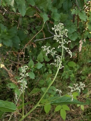 Chenopodiastrum hybridum