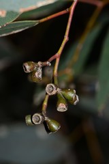 Eucalyptus behriana