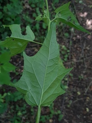 Chenopodiastrum hybridum