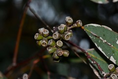 Eucalyptus behriana