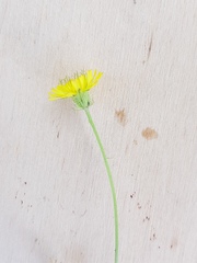 Crepis capillaris