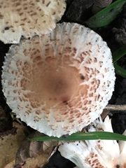 Lepiota lilacea