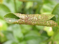 Puccinia vincae