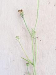 Crepis capillaris