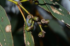Eucalyptus behriana