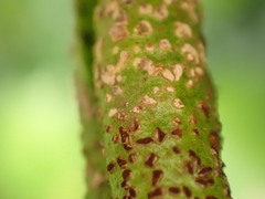 Puccinia vincae