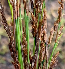 Schoenus brevifolius