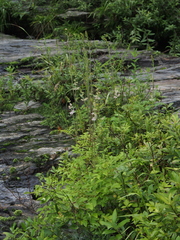 Astilbe microphylla