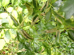 Puccinia vincae