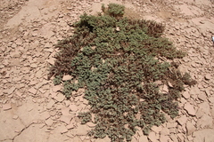 Euphorbia granulata