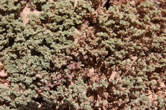 Euphorbia granulata