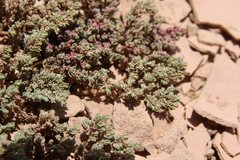 Euphorbia granulata