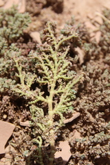 Euphorbia granulata