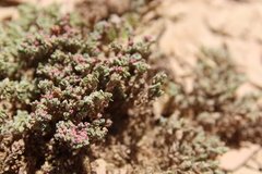 Euphorbia granulata