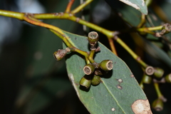 Eucalyptus behriana
