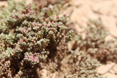 Euphorbia granulata