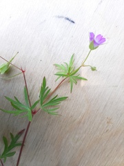 Geranium columbinum